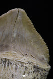 20235 - Top Huge 1.53 Inch Squalicorax pristodontus (Crow Shark) Tooth