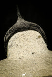 30201 - Well Prepared "Flying" 2.86 Inch Morocconites malladoides Middle Devonian Trilobite