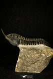 30201 - Well Prepared "Flying" 2.86 Inch Morocconites malladoides Middle Devonian Trilobite