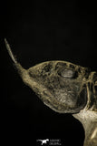 30201 - Well Prepared "Flying" 2.86 Inch Morocconites malladoides Middle Devonian Trilobite