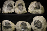 21251 - Great Collection of 15 Hollardops merocristata Middle Devonian Trilobites