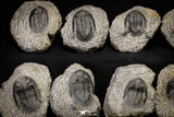 21251 - Great Collection of 15 Hollardops merocristata Middle Devonian Trilobites