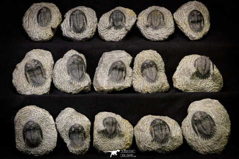 21251 - Great Collection of 15 Hollardops merocristata Middle Devonian Trilobites