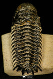 30202 - Gorgeous 3.39 Inch Crotalocephalina (Crotalocephalus) gibbus Lower Devonian Trilobite