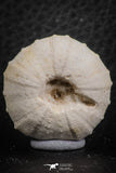 07362 - Top Beautiful 1.10 Inch Heterodiadema libycum (Sea Urchin) Cretaceous