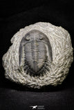 21251 - Great Collection of 15 Hollardops merocristata Middle Devonian Trilobites