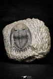 21251 - Great Collection of 15 Hollardops merocristata Middle Devonian Trilobites