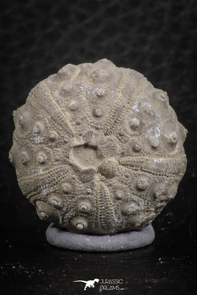 07363 - Top Quality 0.93 Inch Goniopygus menardi (Sea Urchin) Upper Cretaceous