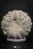07363 - Top Quality 0.93 Inch Goniopygus menardi (Sea Urchin) Upper Cretaceous
