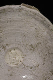 20238 - Top Huge 3.85 Inch Otodus obliquus Shark Vertebra Bone Paleocene