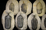 21252 - Great Collection of 14 Morocconites malladoides Middle Devonian Trilobites