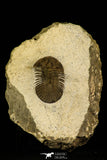 30203 - Top Beautiful 1.34 Inch Scabriscutellum sp Middle Devonian Trilobite