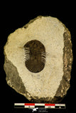 30203 - Top Beautiful 1.34 Inch Scabriscutellum sp Middle Devonian Trilobite