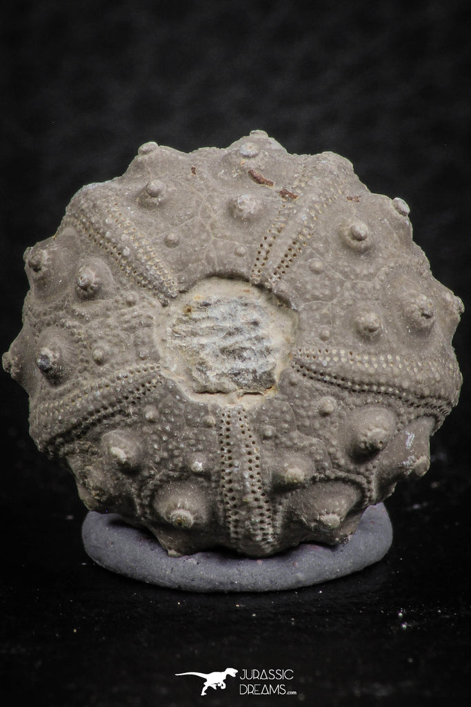 07364 - Top Quality 0.85 Inch Goniopygus menardi (Sea Urchin) Upper Cretaceous