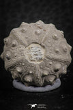 07364 - Top Quality 0.85 Inch Goniopygus menardi (Sea Urchin) Upper Cretaceous