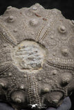 07364 - Top Quality 0.85 Inch Goniopygus menardi (Sea Urchin) Upper Cretaceous