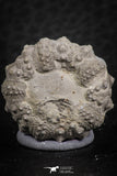 07364 - Top Quality 0.85 Inch Goniopygus menardi (Sea Urchin) Upper Cretaceous