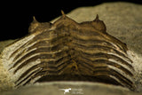 30203 - Top Beautiful 1.34 Inch Scabriscutellum sp Middle Devonian Trilobite
