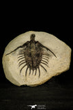 30204 - Top Rare 3.07 Inch Psychopyge Termierorum Middle Devonian Trilobite