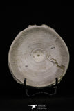 20240 - Top Huge 3.66 Inch Otodus obliquus Shark Vertebra Bone Paleocene