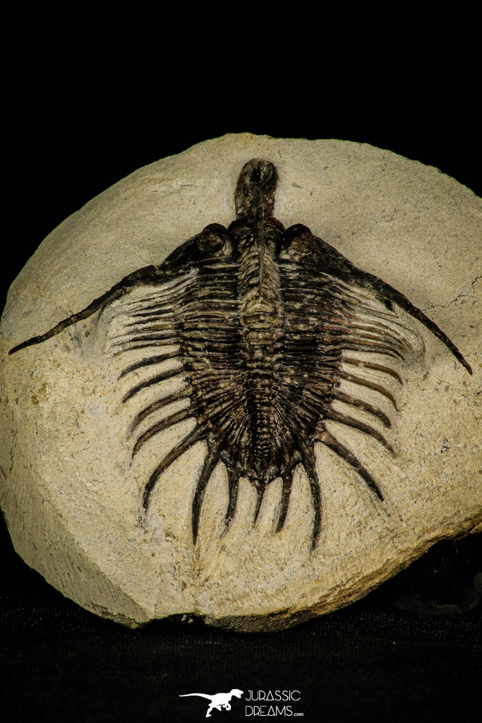 30204 - Top Rare 3.07 Inch Psychopyge Termierorum Middle Devonian Trilobite