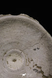20240 - Top Huge 3.66 Inch Otodus obliquus Shark Vertebra Bone Paleocene
