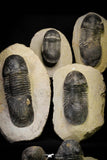 21253 - Great Collection of 13 Paralejurus spatuliformis Devonian Trilobites