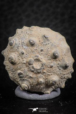 07365 - Top Quality 0.94 Inch Goniopygus menardi (Sea Urchin) Upper Cretaceous