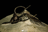 30204 - Top Rare 3.07 Inch Psychopyge Termierorum Middle Devonian Trilobite