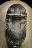 21253 - Great Collection of 13 Paralejurus spatuliformis Devonian Trilobites