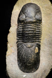 21253 - Great Collection of 13 Paralejurus spatuliformis Devonian Trilobites