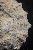 07365 - Top Quality 0.94 Inch Goniopygus menardi (Sea Urchin) Upper Cretaceous
