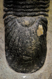 21253 - Great Collection of 13 Paralejurus spatuliformis Devonian Trilobites