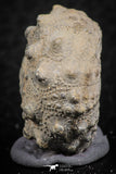 07365 - Top Quality 0.94 Inch Goniopygus menardi (Sea Urchin) Upper Cretaceous