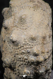 07365 - Top Quality 0.94 Inch Goniopygus menardi (Sea Urchin) Upper Cretaceous