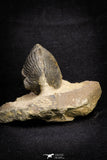 21253 - Great Collection of 13 Paralejurus spatuliformis Devonian Trilobites
