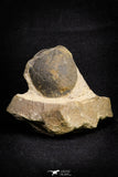 21253 - Great Collection of 13 Paralejurus spatuliformis Devonian Trilobites
