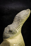 21253 - Great Collection of 13 Paralejurus spatuliformis Devonian Trilobites
