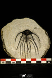 30205 - Nicely Prepared 2.37 Inch Andegavia sp Devonian Trilobite