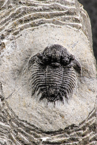 07366 - Top Rare Lichid Trilobite 0.57 Inch Acanthopyge (Lobopyge) bassei Lower Devonian