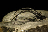 30205 - Nicely Prepared 2.37 Inch Andegavia sp Devonian Trilobite