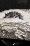 07366 - Top Rare Lichid Trilobite 0.57 Inch Acanthopyge (Lobopyge) bassei Lower Devonian