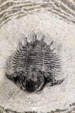 07366 - Top Rare Lichid Trilobite 0.57 Inch Acanthopyge (Lobopyge) bassei Lower Devonian