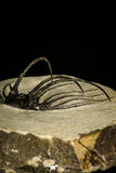 30205 - Nicely Prepared 2.37 Inch Andegavia sp Devonian Trilobite