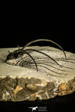 30205 - Nicely Prepared 2.37 Inch Andegavia sp Devonian Trilobite