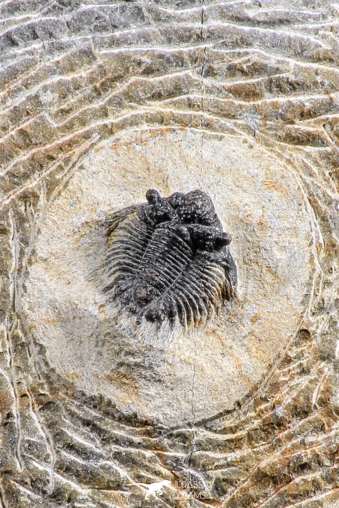 07367 - Top Rare Lichid Trilobite 0.52 Inch Acanthopyge (Lobopyge) bassei Lower Devonian