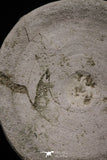 20243 - Top Huge 3.09 Inch Otodus obliquus Shark Vertebra Bone Paleocene