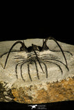 30205 - Nicely Prepared 2.37 Inch Andegavia sp Devonian Trilobite