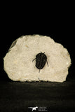 30206 - Nicely Preserved 1.26 Inch "Devil Horned" Cyphaspis walteri Devonian Trilobite
