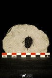 30206 - Nicely Preserved 1.26 Inch "Devil Horned" Cyphaspis walteri Devonian Trilobite